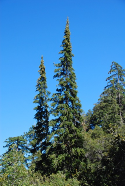 Santa Lucia fir (Abies bracteata). Cone Peak, Ventana Wilderness, Los Padres National Forest, Monterey County, CA. Copyright © Jeff Bisbee. 